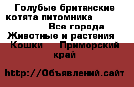 Голубые британские котята питомника Silvery Snow. - Все города Животные и растения » Кошки   . Приморский край